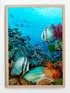 raw oak wood framed original painting great barrier reef batfish wall art print